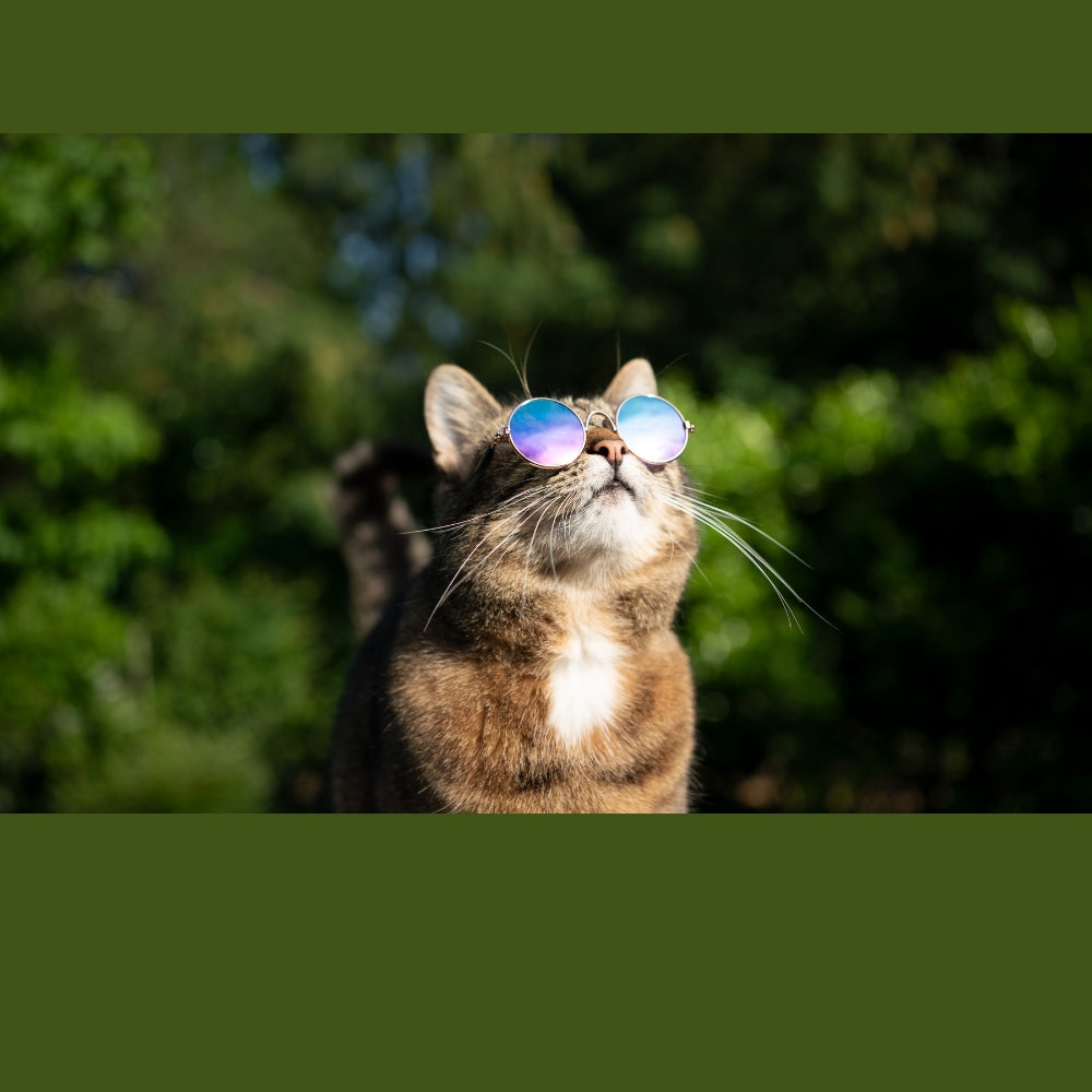 Lunettes de soleil
